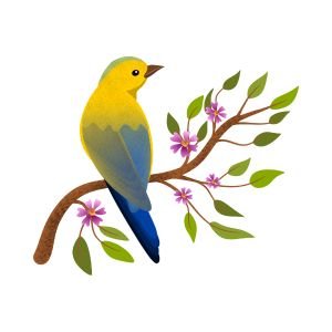 Ad Birds - Ethio Market place