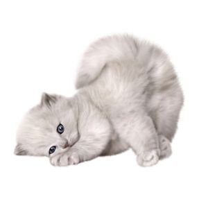 Ad Cats & Kittens - Ethio Market place