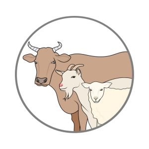 Ad Livestock - Ethiomarket4u