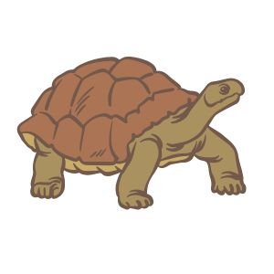 Ad Reptiles & Amphibians - Ethio Market place