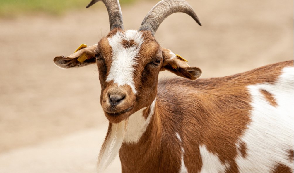 Goat/divided in to 4 / code 001 - Ethio Market place