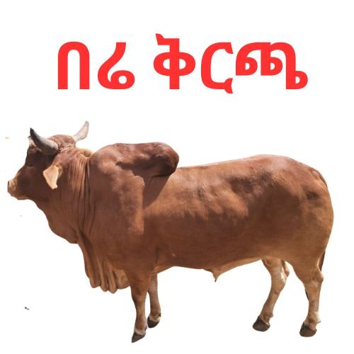 በሬ ቅርጫ - Ethiomarketplace.com