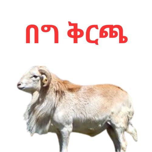 በግ ቅርጫ - Ethiomarketplace.com