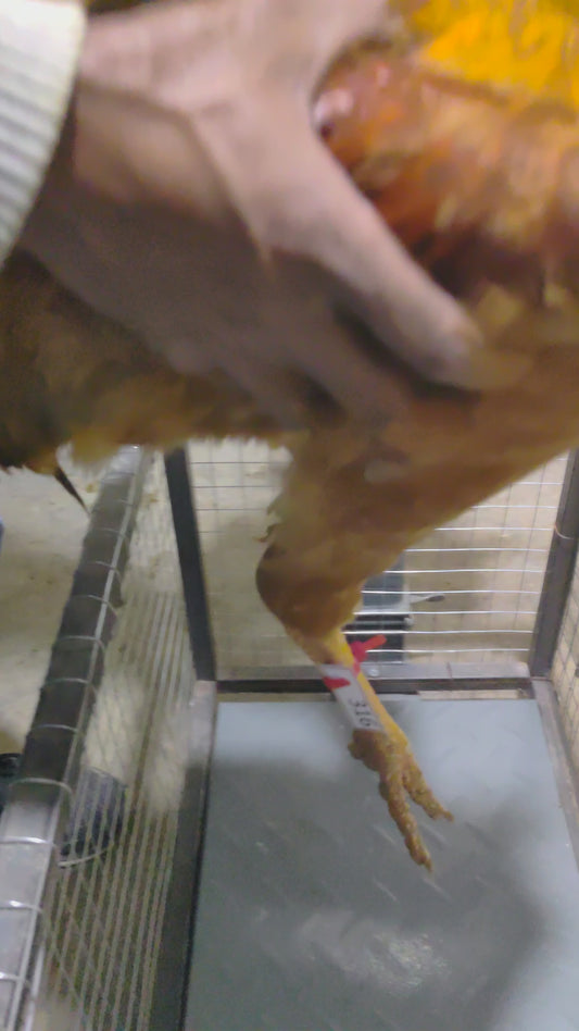 Chicken code 316