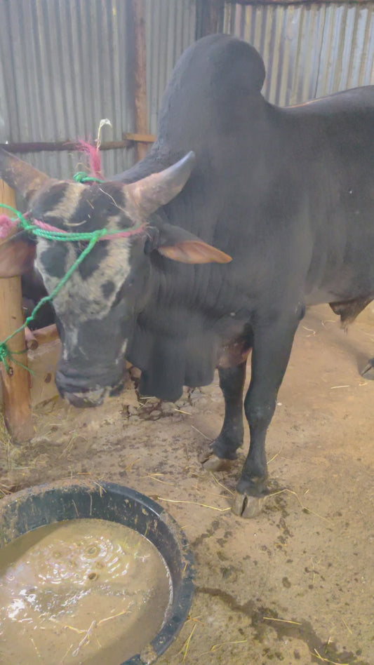 Ox portioned to 10  ለ ጥቅምት 6 /2018