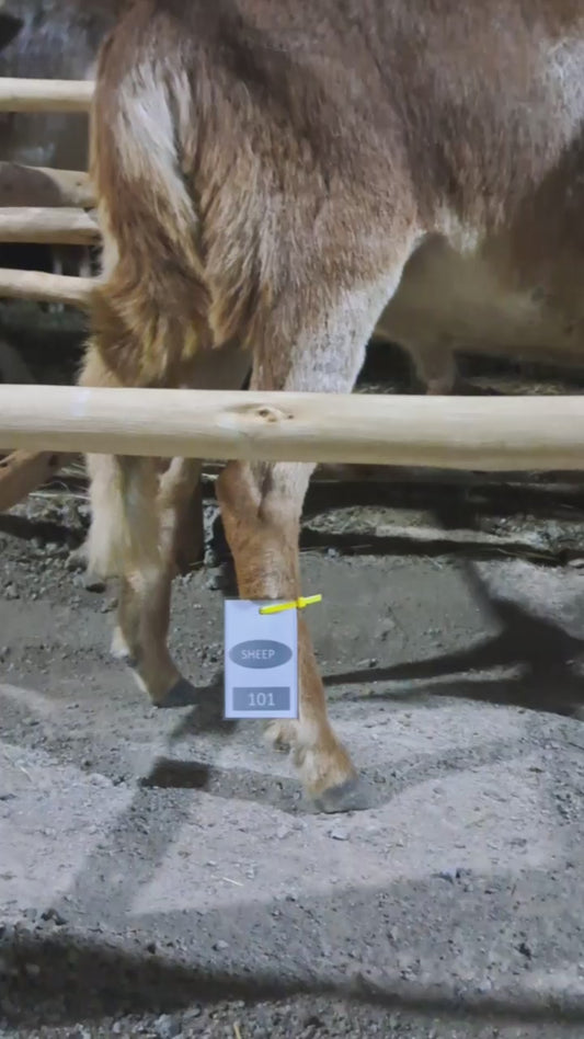 Sheep/ Code 101