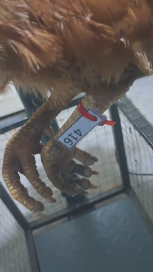 Chicken code 416