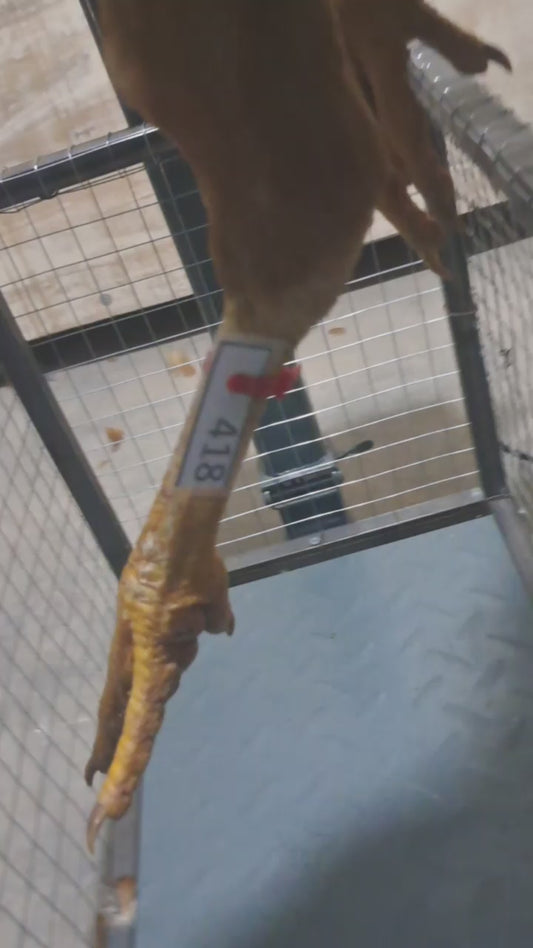 Chicken code 418