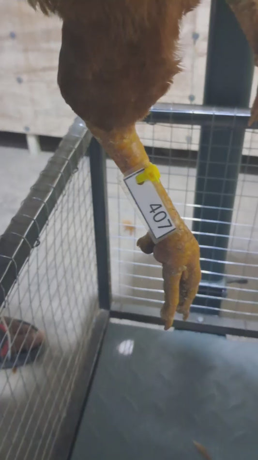 Chicken code 407