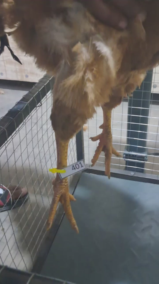 Chicken code 401