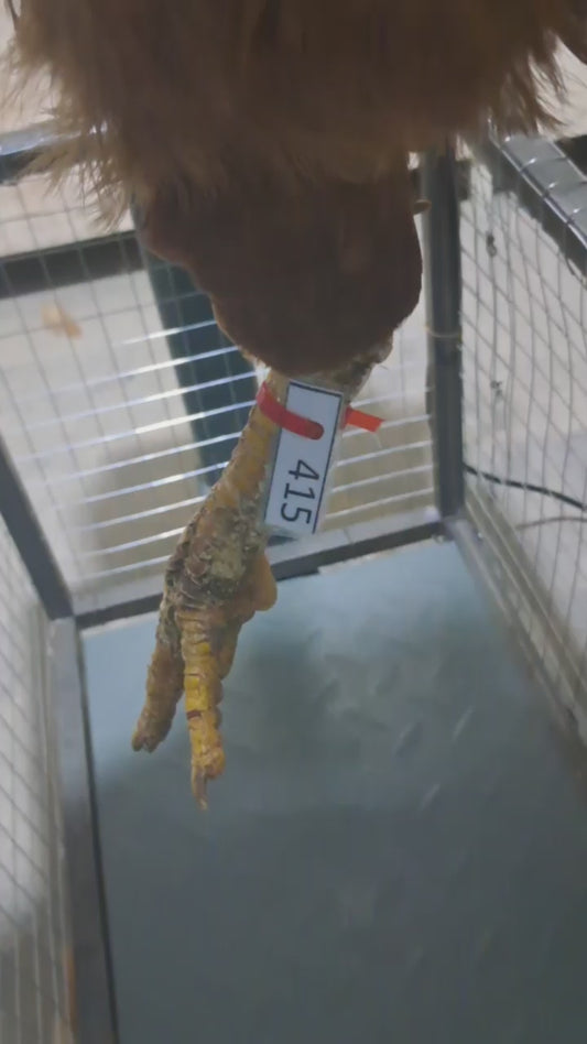 Chicken code 415