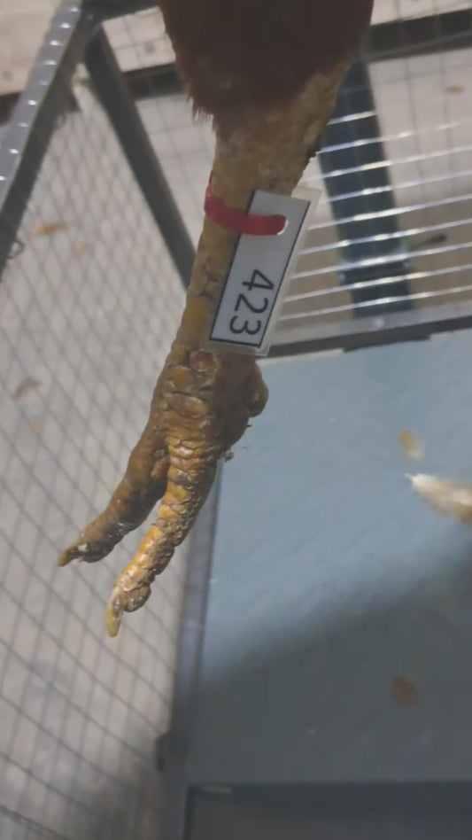 Chicken code 423