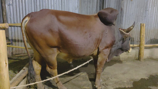 Ox /portioned to 10/Code 210