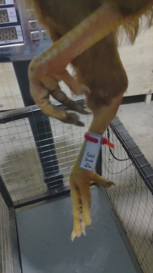 Chicken code 314