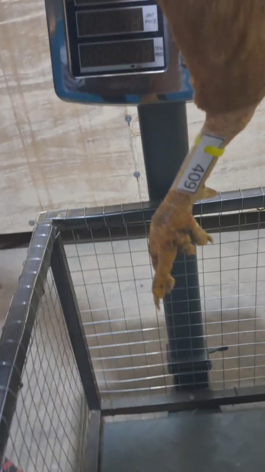 Chicken code 409