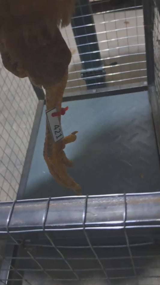 Chicken code 421