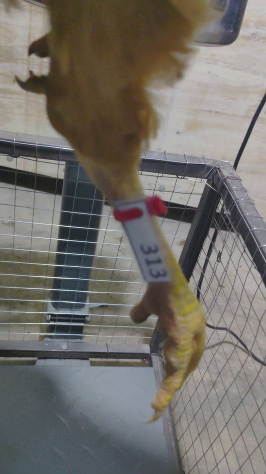Chicken code 313