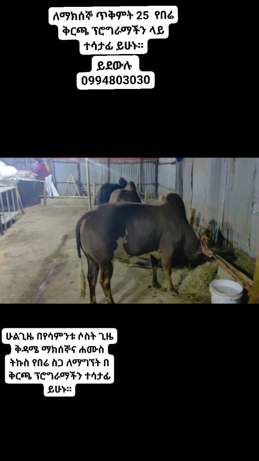 Ox portioned to 10  ለ ጥቅምት 25 /2018