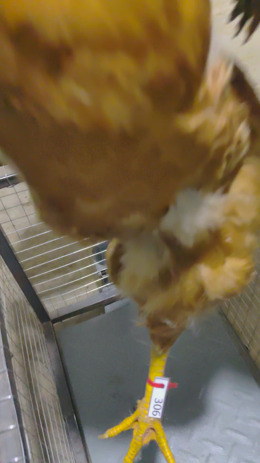 Chicken code 306