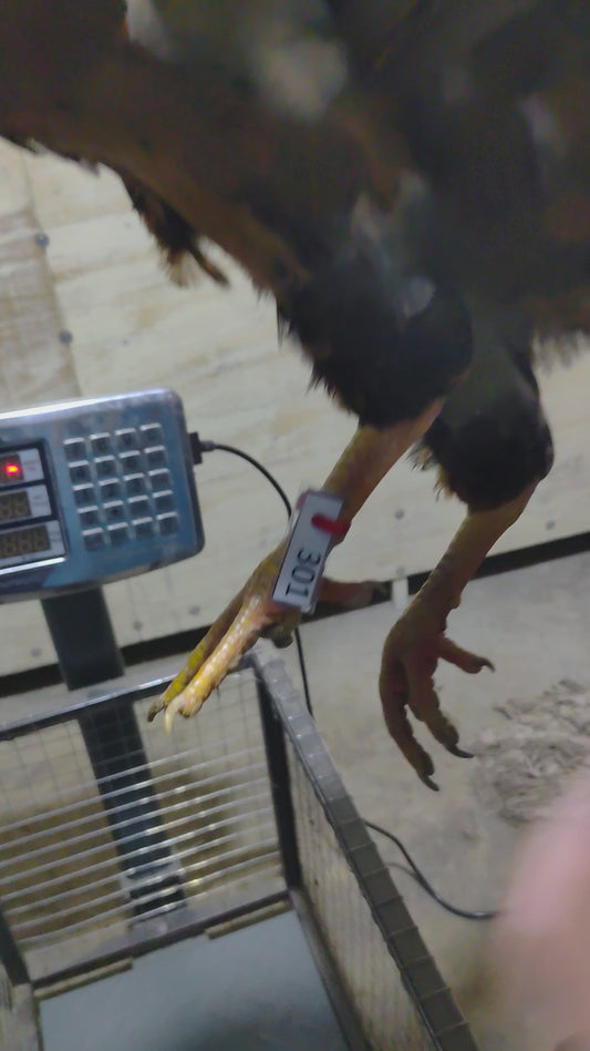 Chicken code 301