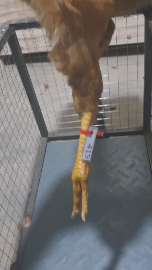 Chicken code 419