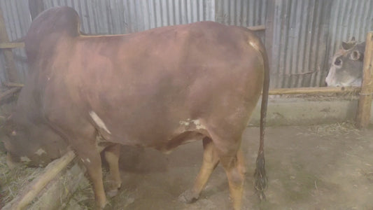 Ox /portioned to 10/Code 213
