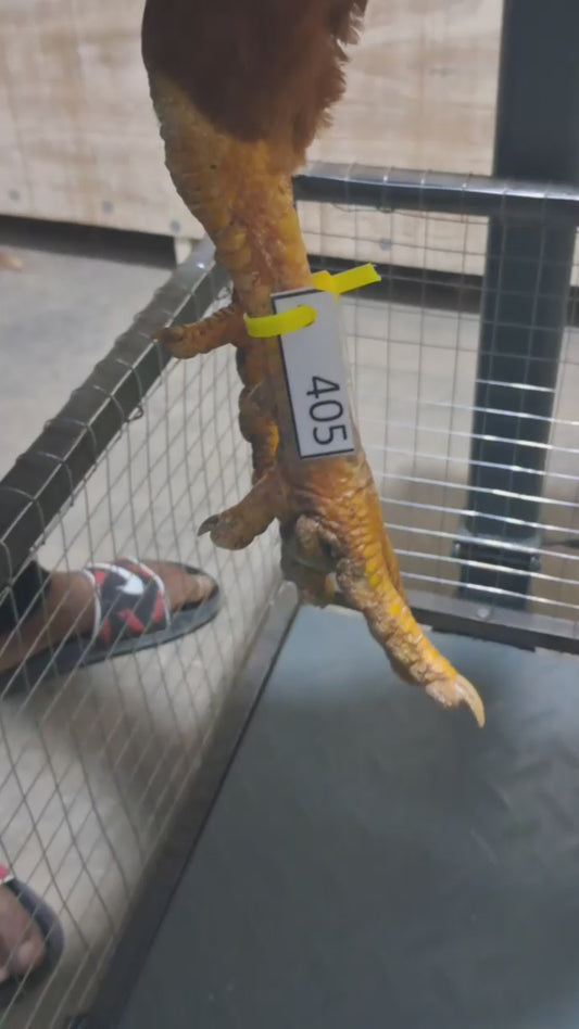 Chicken code 405