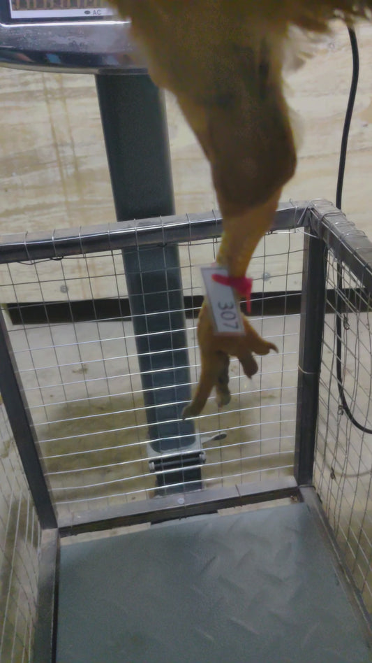 Chicken code 307