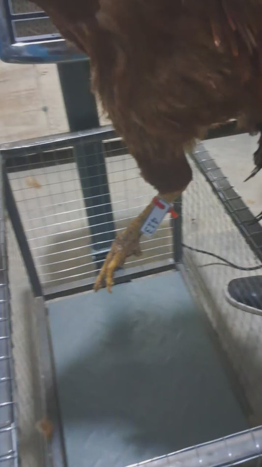 Chicken code 413
