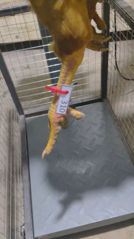 Chicken code 310