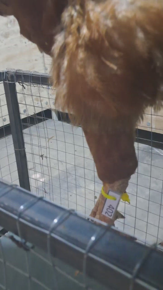 Chicken code 402
