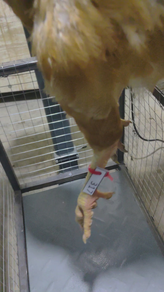 Chicken code 317