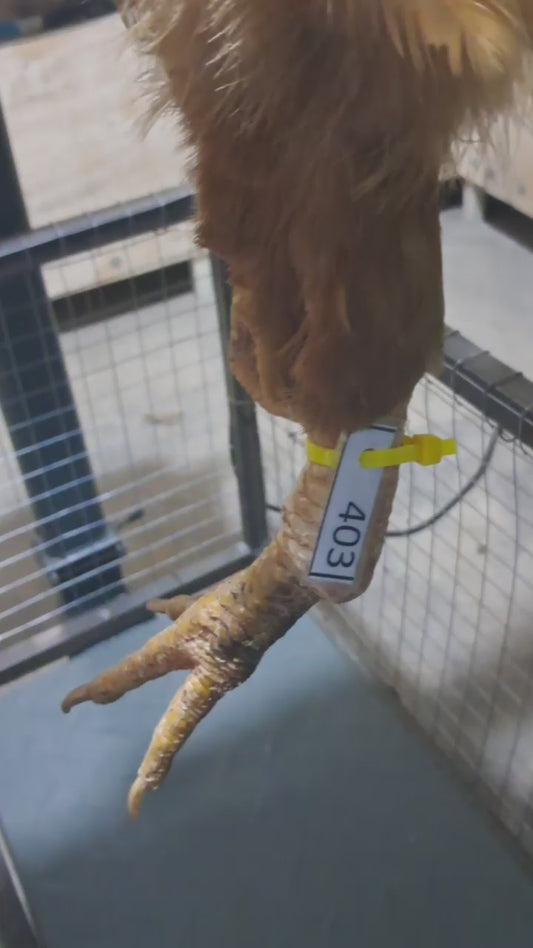 Chicken code 403