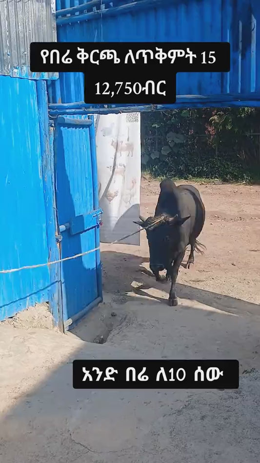 Ox portioned to 10  ለ ጥቅምት 15/2018