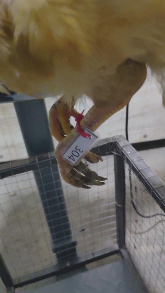 Chicken code 304