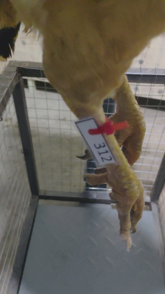 Chicken code 312