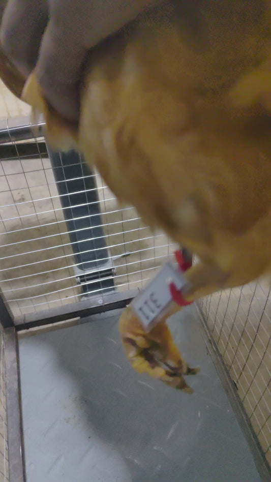 Chicken code 311