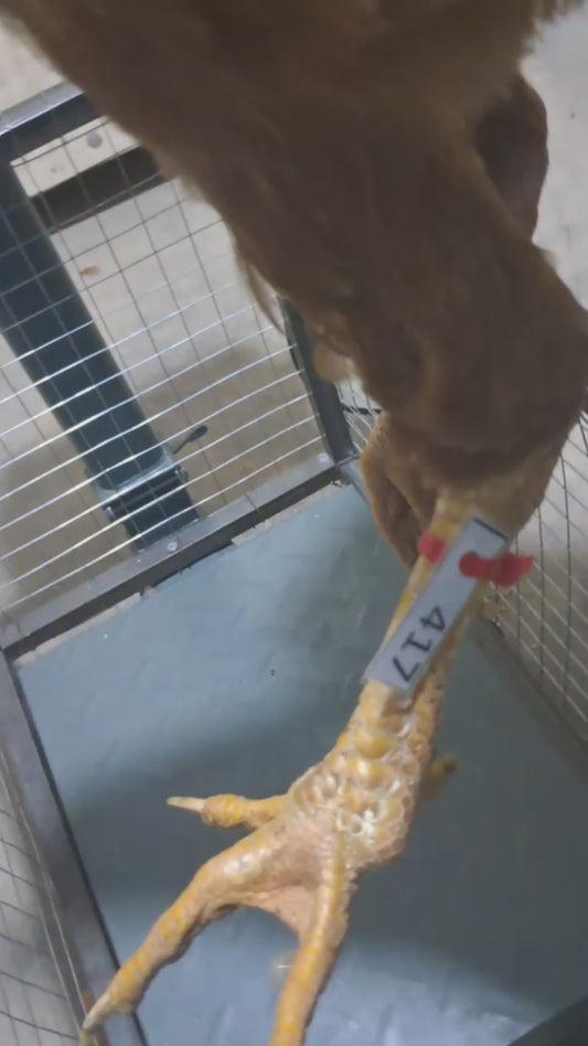 Chicken code 417