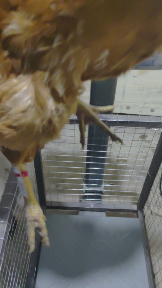 Chicken code 303