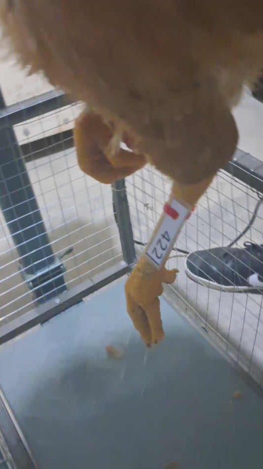 Chicken code 422